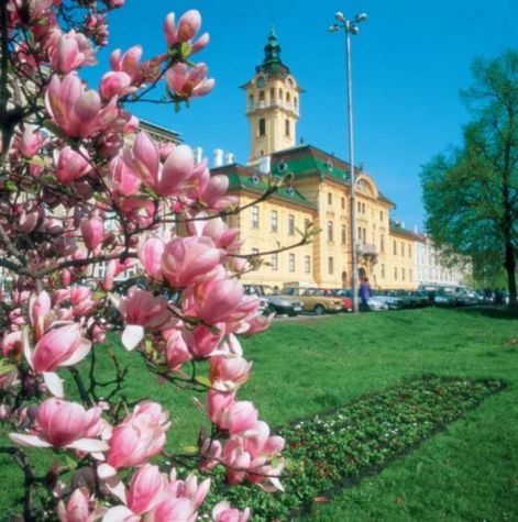 tulipanfa__liliomfa__szeged.jpg